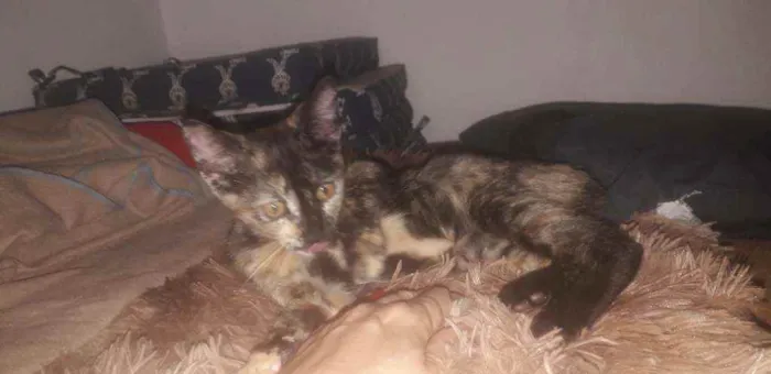 Gato ra a SRD idade 2 a 6 meses nome Belinha
