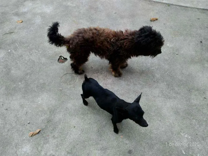 Cachorro raça MISTURA DE POODLE idade 3 anos nome JK