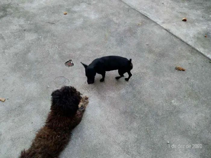 Cachorro raça MISTURA DE POODLE idade 3 anos nome JK