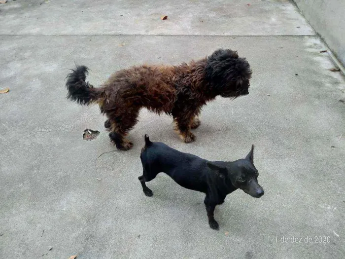 Cachorro raça Pinscher idade 2 anos nome FAISKA