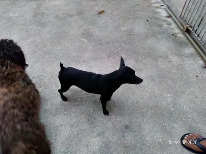 Cachorro raça Pinscher idade 2 anos nome FAISKA