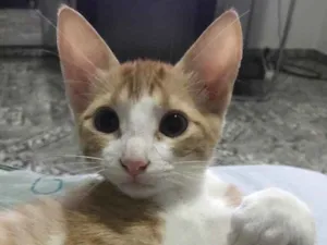 Gato raça  idade 2 a 6 meses nome Não tem nome