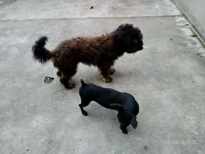 Cachorro raça Pinscher idade 2 anos nome FAISKA