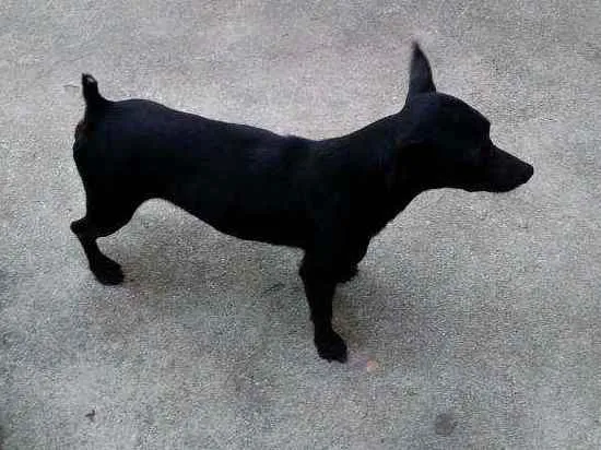 Cachorro raça Pinscher idade 2 anos nome FAISKA