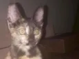 Belinha
