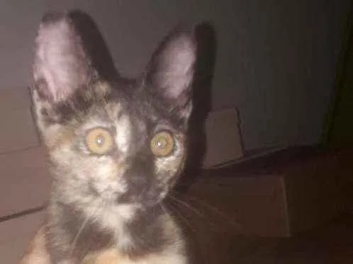 Gato ra a SRD idade 2 a 6 meses nome Belinha