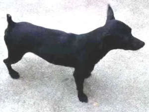 Cachorro raça Pinscher idade 2 anos nome FAISKA