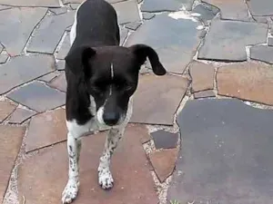 Cachorro raça Mix de Fox idade 4 anos nome Papi