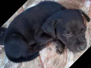 Cachorro raça Borador idade Abaixo de 2 meses nome sem nome