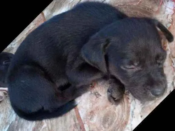 Cachorro ra a Borador idade Abaixo de 2 meses nome sem nome