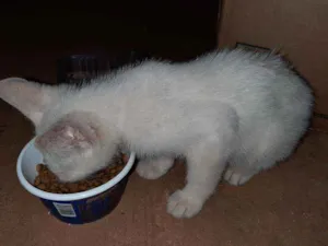 Gato raça Indefinida idade Abaixo de 2 meses nome Sem nome