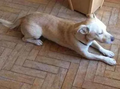 Cachorro ra a VIRA LATA  idade 4 anos nome BOB