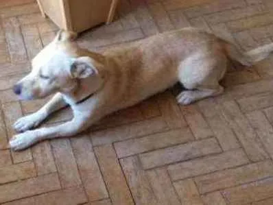 Cachorro ra a VIRA LATA  idade 4 anos nome BOB