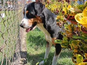 Cachorro raça American terrier  idade 2 anos nome Saulo