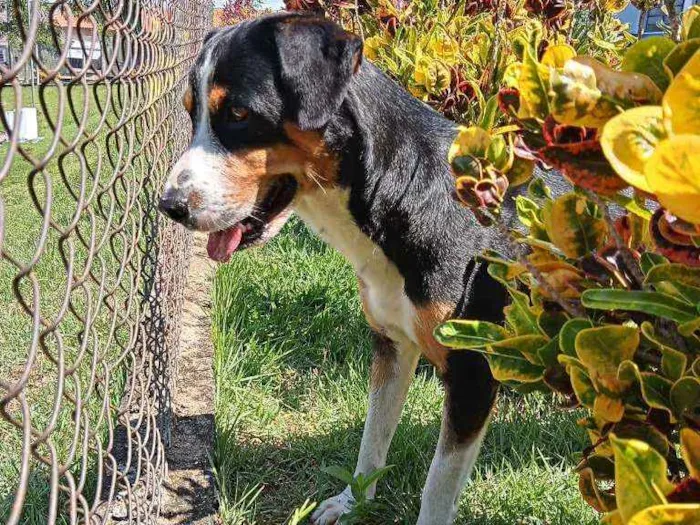 Cachorro ra a American terrier  idade 2 anos nome Saulo