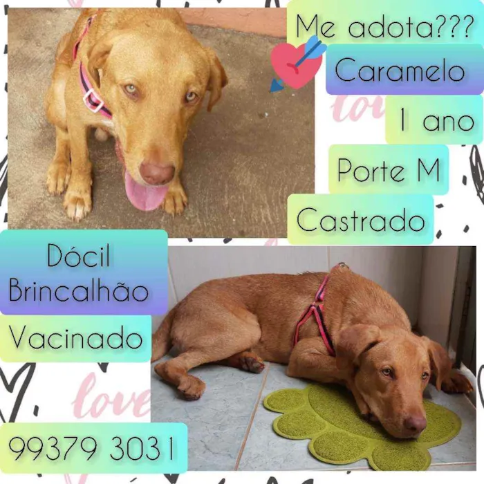 Cachorro raça SRD idade 1 ano nome Caramelo