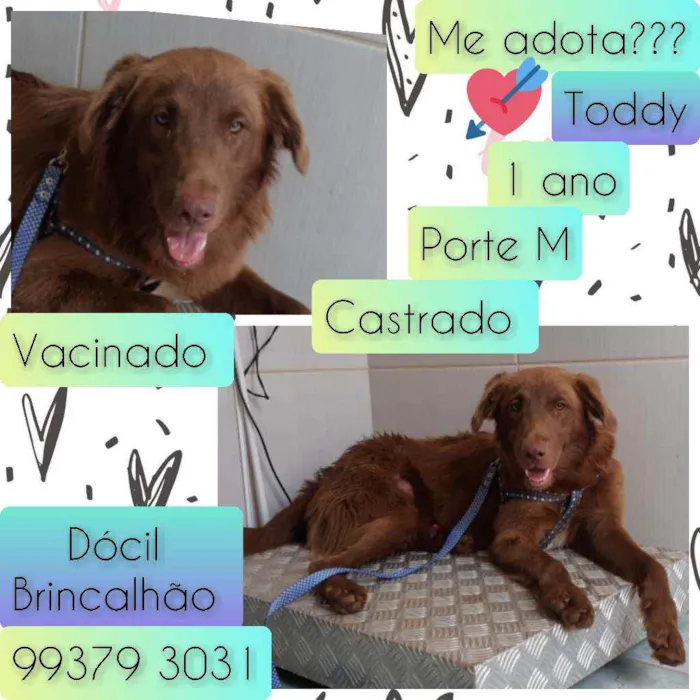 Cachorro raça SRD idade 1 ano nome Toddy