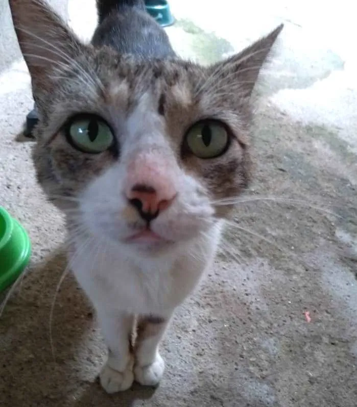 Gato ra a  idade 1 ano nome Menino