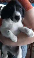Otto