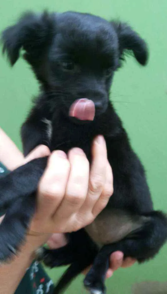 Cachorro ra a Mestiça idade 2 a 6 meses nome Monica