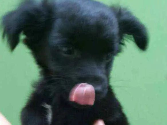 Cachorro ra a Mestiça idade 2 a 6 meses nome Monica