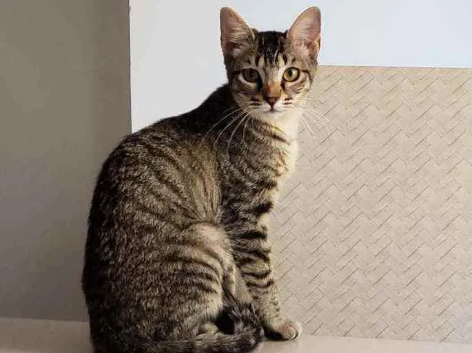 Gato ra a SRD idade 1 ano nome Zara