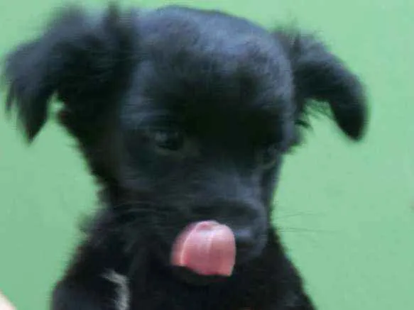 Cachorro ra a Mestiça idade 2 a 6 meses nome Monica
