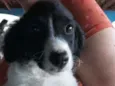 Otto