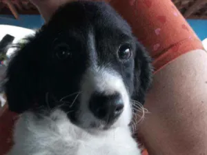 Cachorro raça Mestiço idade 2 a 6 meses nome Otto