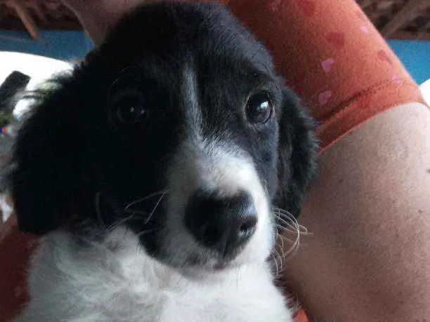 Cachorro ra a Mestiço idade 2 a 6 meses nome Otto