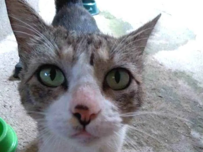 Gato ra a  idade 1 ano nome Menino