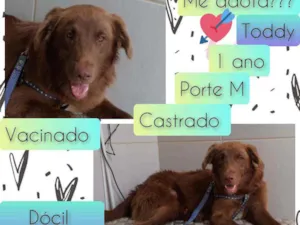 Cachorro raça SRD idade 1 ano nome Toddy