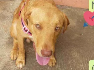 Cachorro raça SRD idade 1 ano nome Caramelo