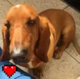 Bob ( Basset)