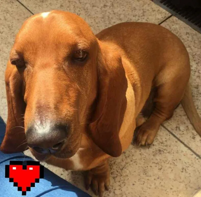 Cachorro ra a Basset Hound  idade 4 anos nome Bob ( Basset)