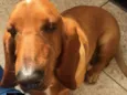 Bob ( Basset)