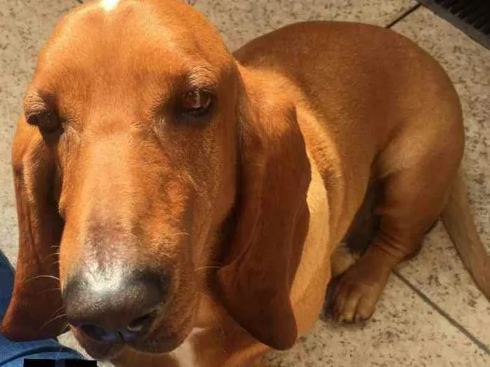Cachorro ra a Basset Hound  idade 4 anos nome Bob ( Basset)