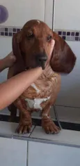 Bob ( Basset)