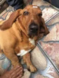 Bob ( Basset)