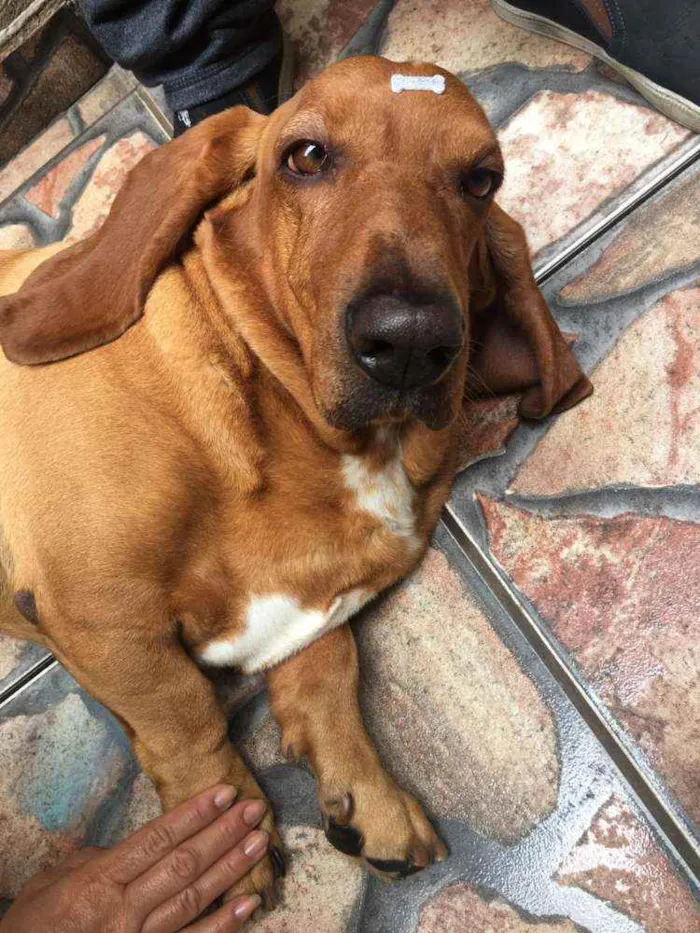Cachorro ra a Basset Hound  idade 4 anos nome Bob ( Basset)