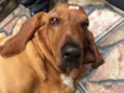Bob ( Basset)