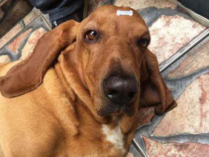 Cachorro ra a Basset Hound  idade 4 anos nome Bob ( Basset)