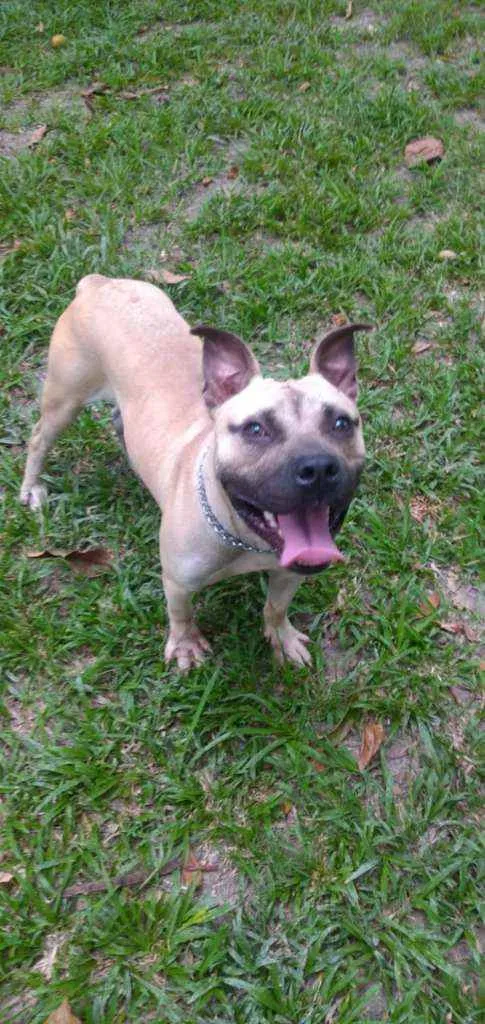Cachorro ra a pitbull idade 2 anos nome Bandolo