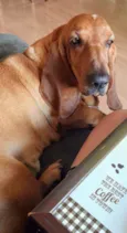 Bob ( Basset)