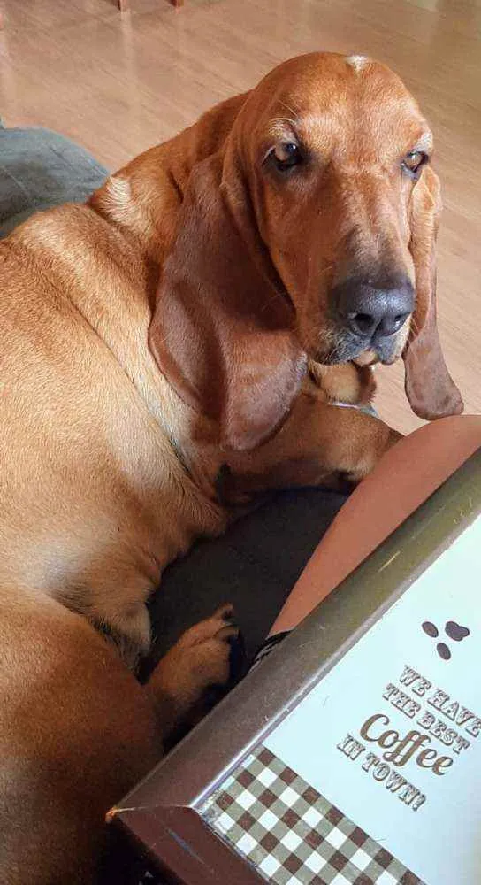 Cachorro ra a Basset Hound  idade 4 anos nome Bob ( Basset)