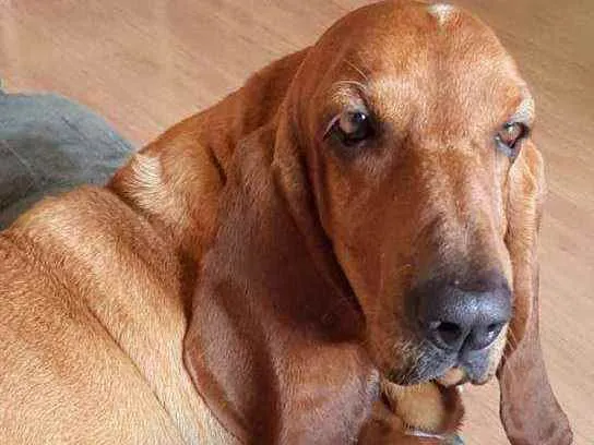 Cachorro ra a Basset Hound  idade 4 anos nome Bob ( Basset)