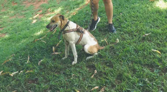 Cachorro ra a Vira lats idade 6 ou mais anos nome Bob