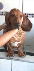 Bob ( Basset)