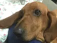 Bob ( Basset)