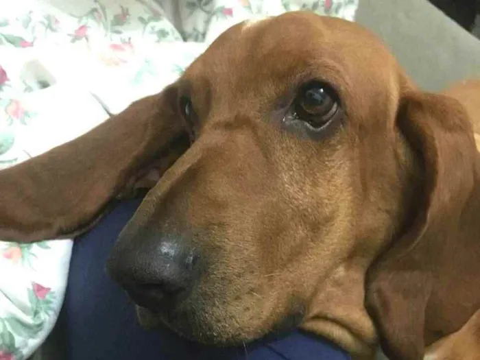 Cachorro ra a Basset Hound  idade 4 anos nome Bob ( Basset)